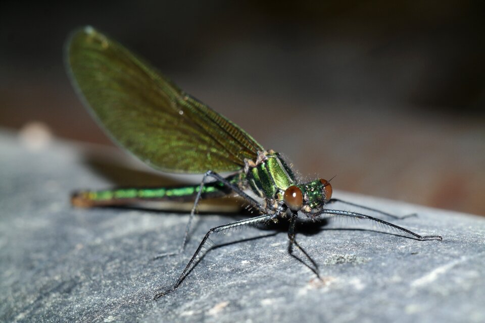 Insect macro nature