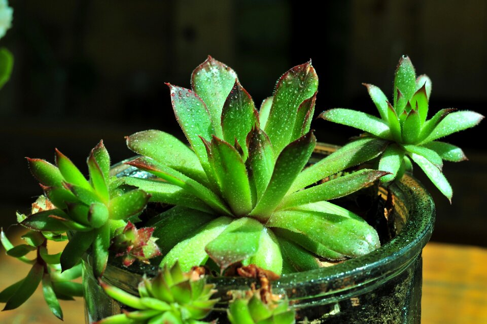 Succulent plant houseleek cactus