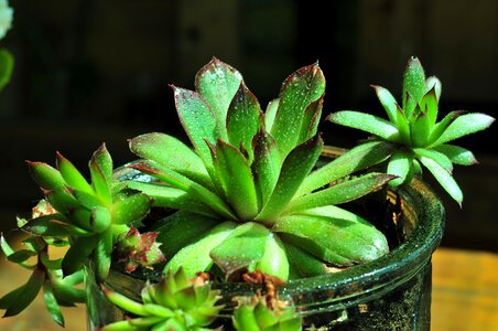 Succulent plant houseleek cactus photo