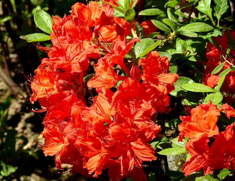 Nature spring colorful flowers