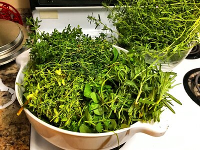Food healthy plant