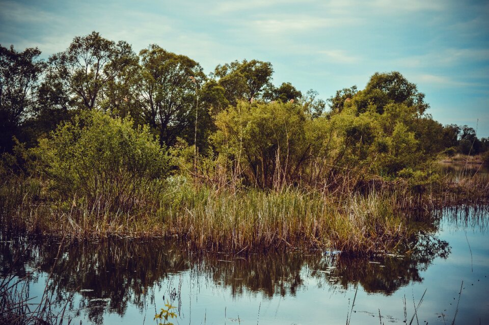 Quiet river reeds swamp