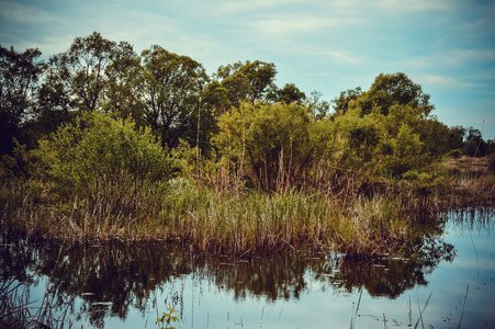 Quiet river reeds swamp photo