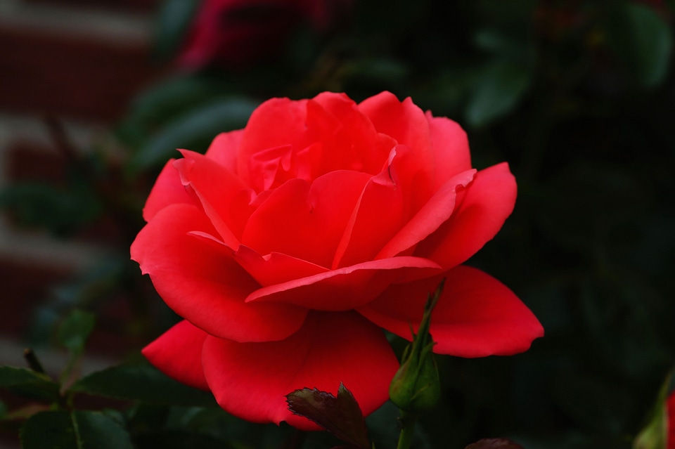 Red rose bloom garden