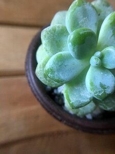 Green garden