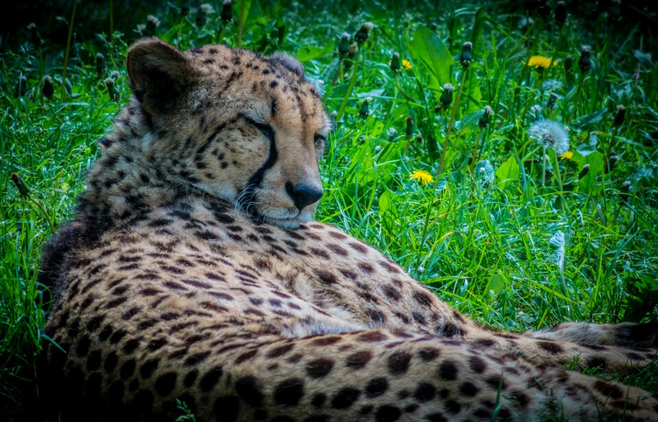 Speckles grass relaxation