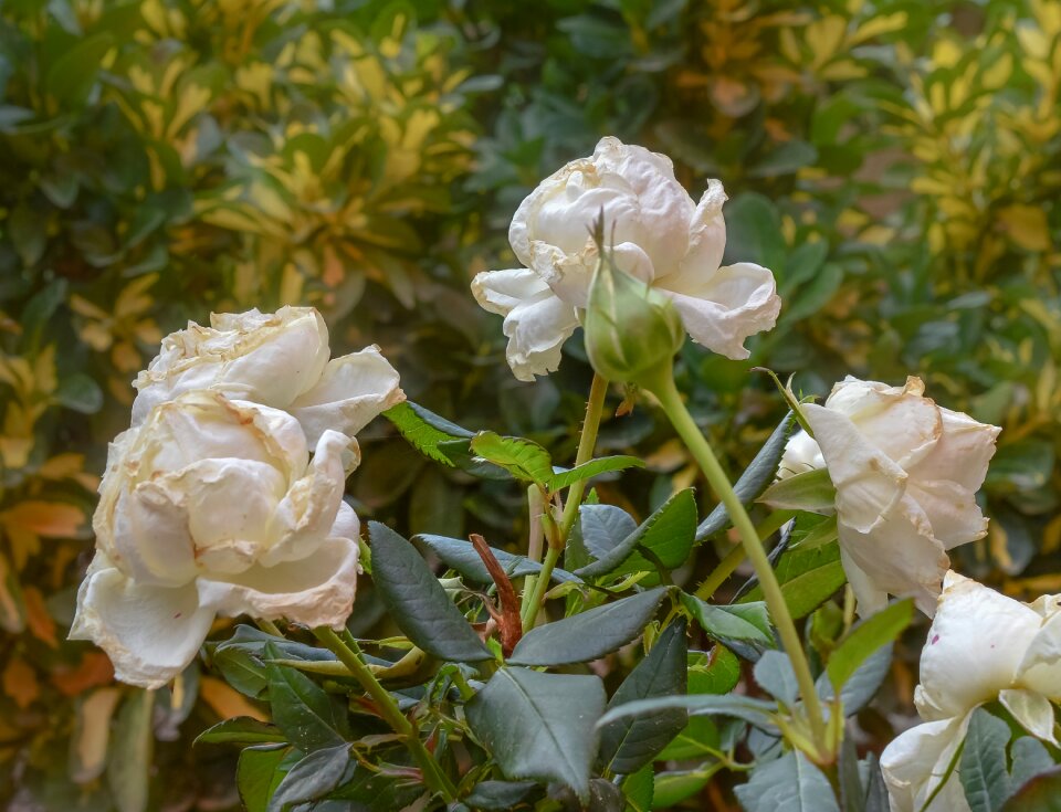 Garden roses summer photo