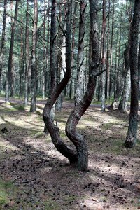 Trees summer coniferous tree photo