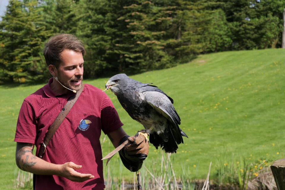 Flugshow bird park marlow bird trainer
