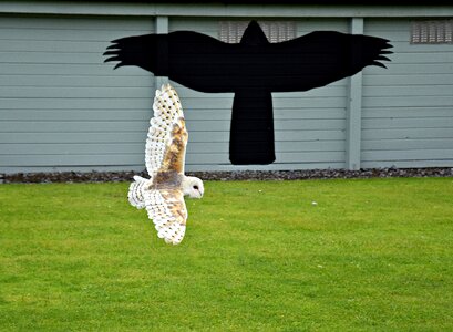 Eagle owl zoo animals photo