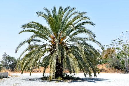 Palm trees landscape nature photo