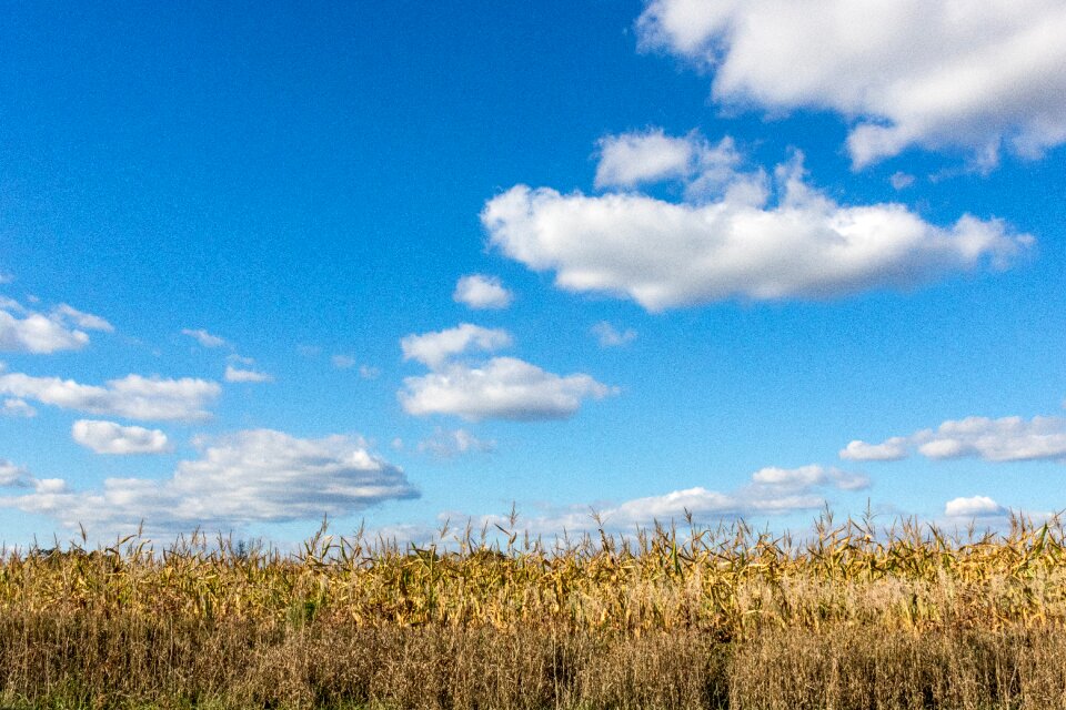 Agriculture corn rural
