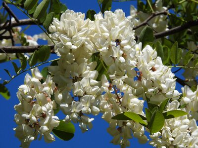 Nature flowering tree garden