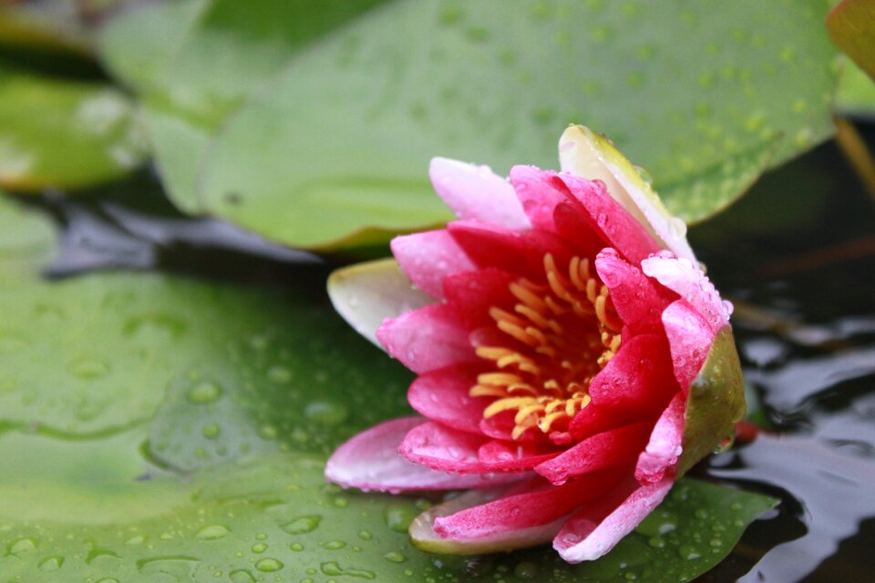 Nature flowers pond plants