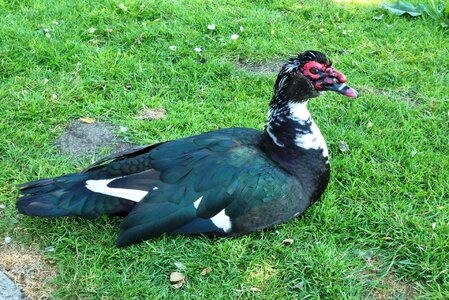 Cairina moschata ducks nature