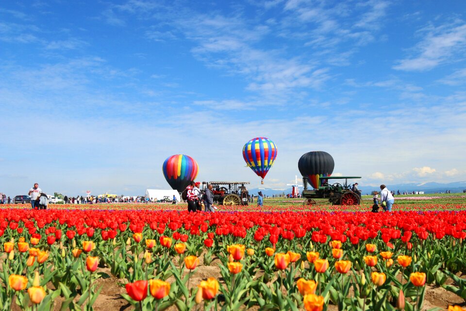 Tulip hot air balloon Free photos