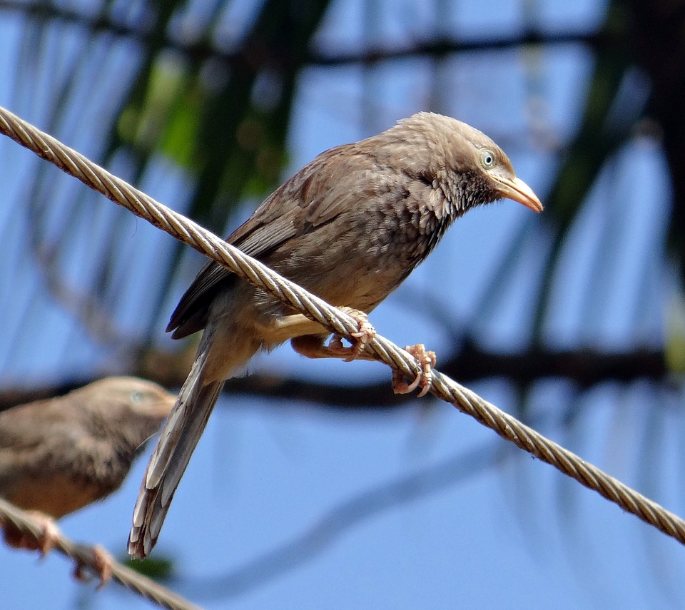 Argya affinis leiothrichidae aves