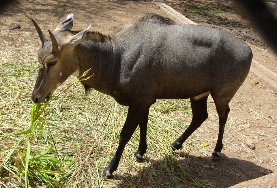 Boselaphus tragocamelus largest asian antelope