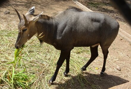 Boselaphus tragocamelus largest asian antelope photo