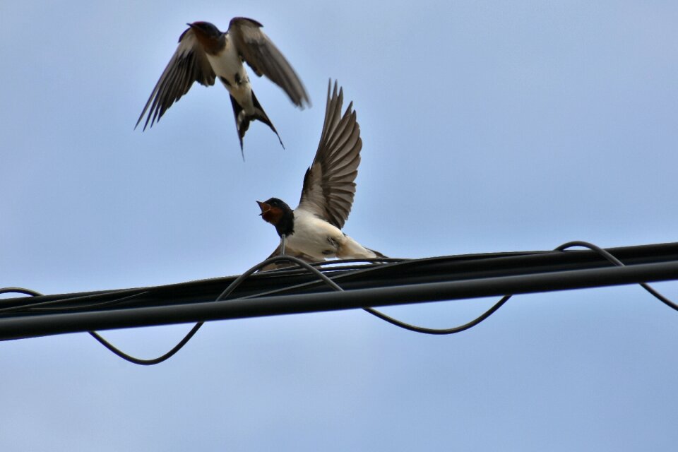 Bird wild birds yan