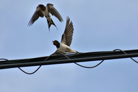 Bird wild birds yan