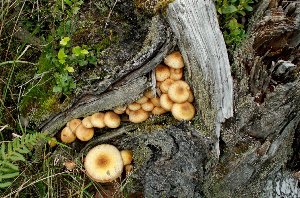 Autumn wild mushrooms nature