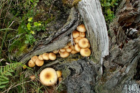 Autumn wild mushrooms nature