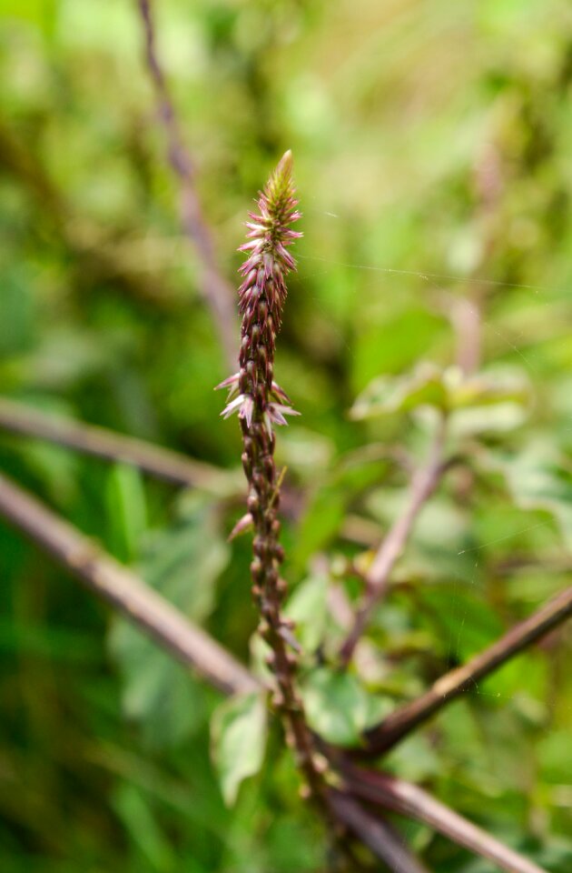 Grass scratch herbal Free photos