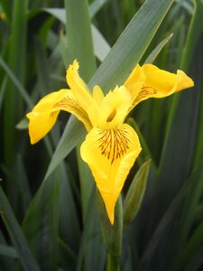 Nature yellow spring