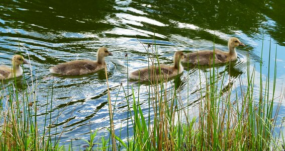 Young waterfowl cute