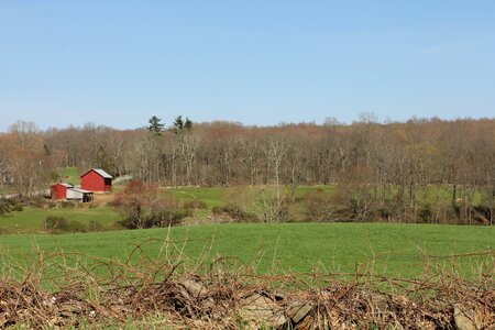 Pasture grass outdoor photo