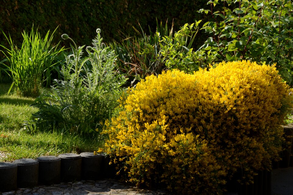 Flowering shrub nature garden
