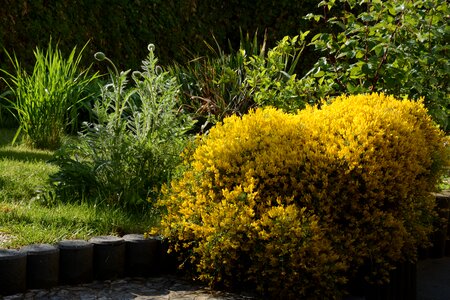 Flowering shrub nature garden photo