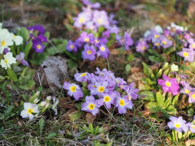 Primroses garden violet photo