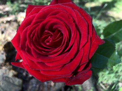 Bloom romantic rose blooms photo