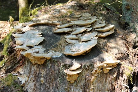 Forest mushroom log tree photo