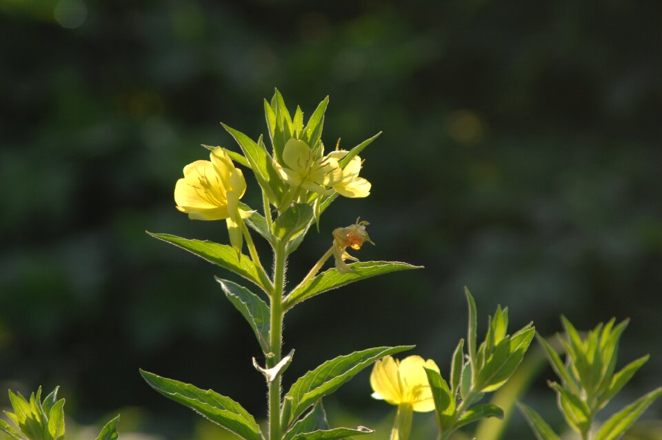 Evening primrose sunshine flowers
