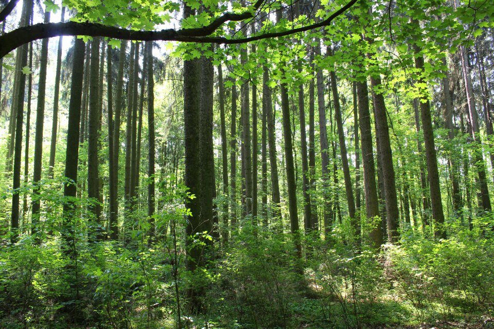 Wood branches nature