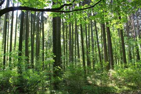 Wood branches nature photo