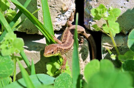 Innocence reptile green