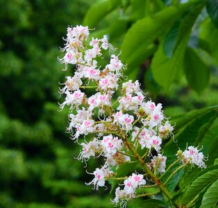 Flower chestnut spring flowering photo