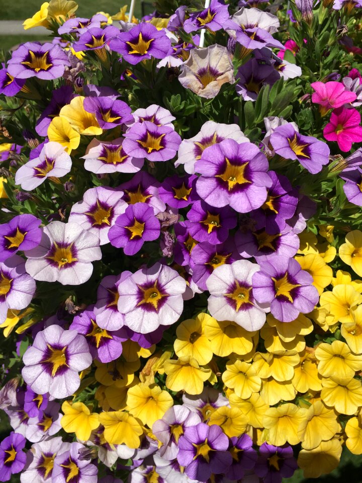 Purple flowers blossom plant photo