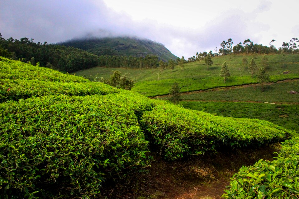 Tea plantation tea nature