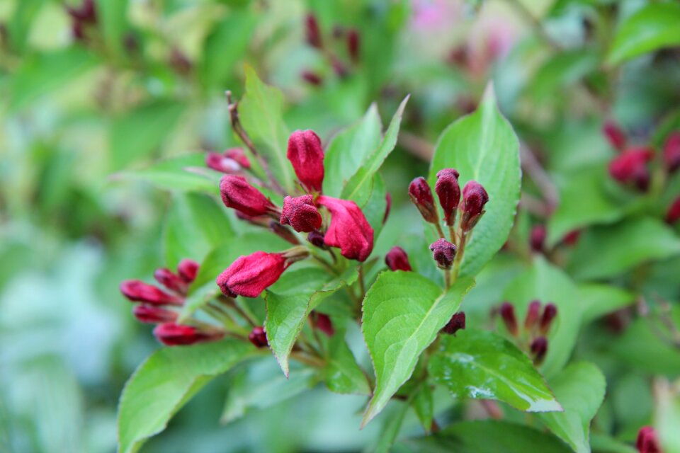 Vegelia pink flowers raspberry flowering