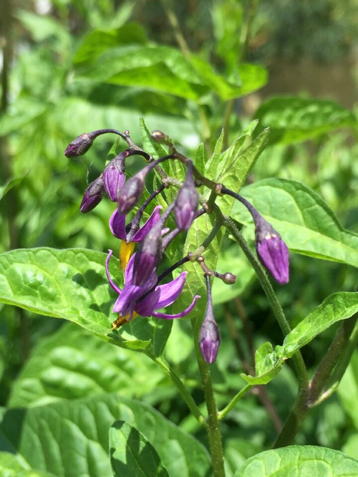 Spring nature blooms