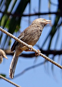 Argya affinis leiothrichidae aves