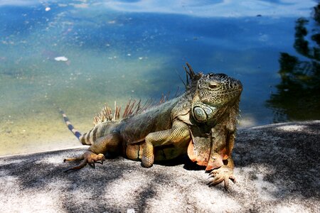 Iguana reptile Free photos