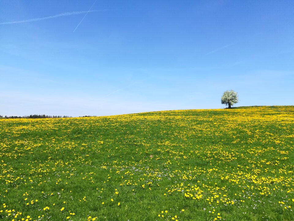 Tree spring panorama