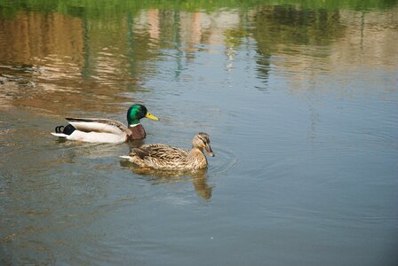 Water bird nature photo