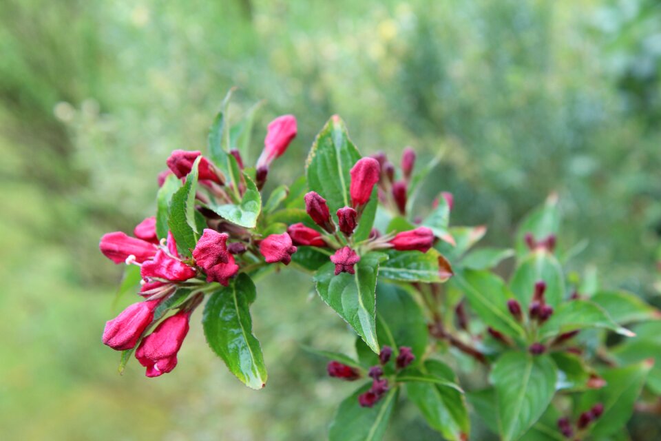 Weigélia vegelia pink flowers raspberry